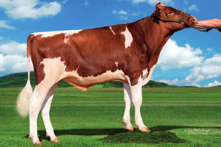 Red Holstein-Stiere 29 MOSES RED geb.: 29.01.2012 US 71.277.714 HBNr.: 10/298163 Züchter: USA Nachkommengeprüft aaa: 312 Preis: 22 Moses-Mutter MOY RED DESTRY US 138.122.625 GOLDWIN CA 10.705.