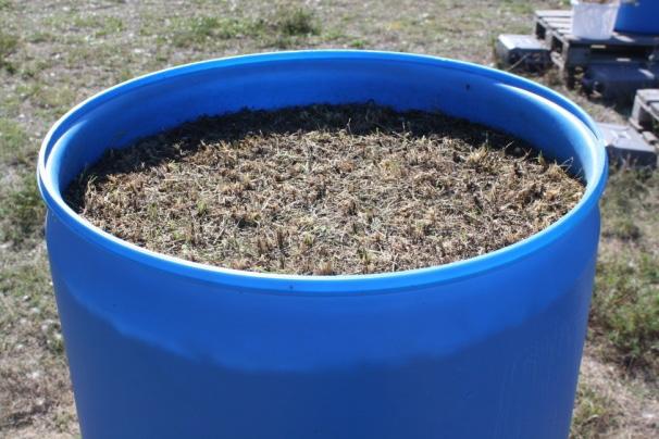 Um die reine Biomasse feststellen zu können, mussten die Pflanzenteile bei 80 C im Trockenschrank mehrere Tage auf Gewichtskonstanz getrocknet
