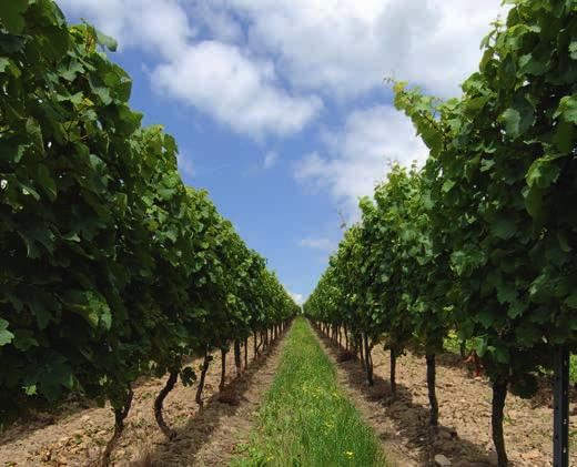 um zehn Prozent auf 72 gestiegen. Diese 72 Weingüter bewirtschaften inzwischen fast 2.000 Hektar und damit knapp zwei Drittel der Rheingauer Rebfläche.