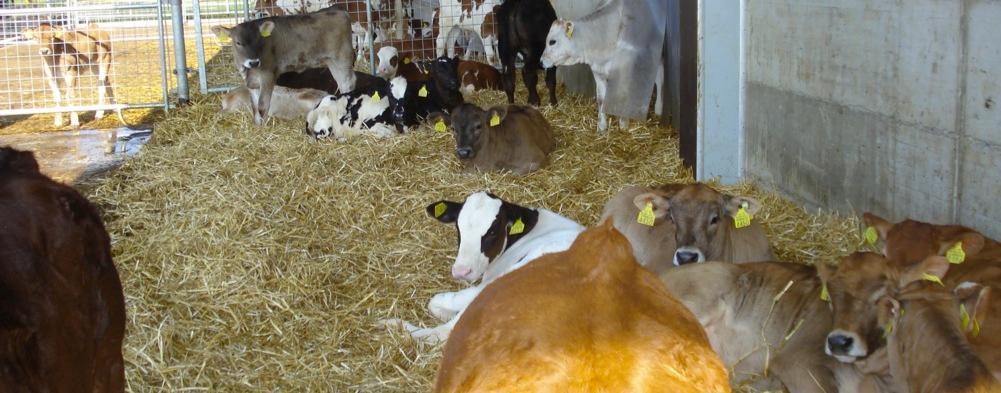 Einfluss von Produktionssystemen auf die Tiergesundheit Corinne Bähler TVL Frühjahrstagung vom 16.04.