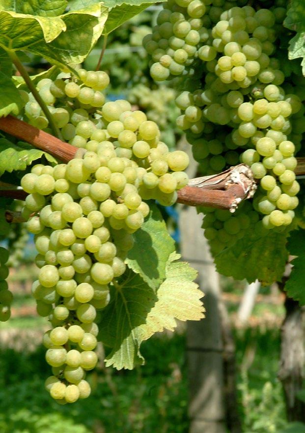 MINERALDÜNGUNG Die Ertragssteuerung der Reben ist ein entscheidender Faktor, um im Weinbau hohe Qualitäten erreichen zu können.