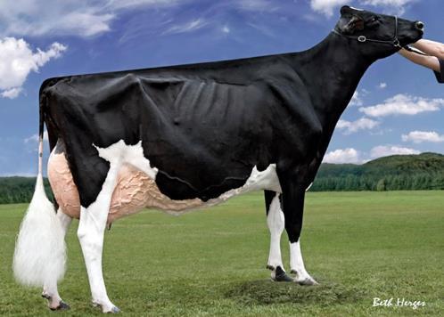 Rang an der Swiss Expo erreicht und glänzt mit einer Höchstleistung von 14'660kg Milch.