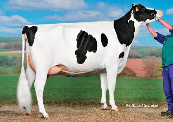 Ein unglaubliches Angebot von Heinz Meier: Mit Miss A verkauft er eine der höchsten ISET- Kühe der Schweiz!