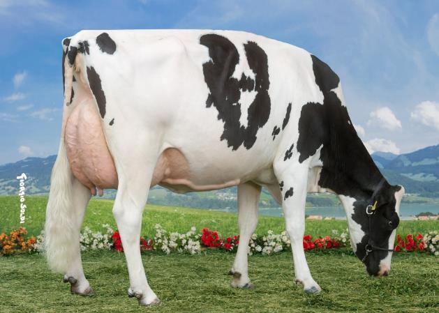 Hellender Dempsey Galexis ist ein absoluter Geheimtipp! Diese junge Kuh hat ein riesiges Potential im Schauring.