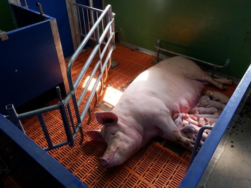 5 Versuchsstation Schweinezucht und -haltung Wehnen Der Abferkelbereich wird für die Beobachtung und Neuentwicklung