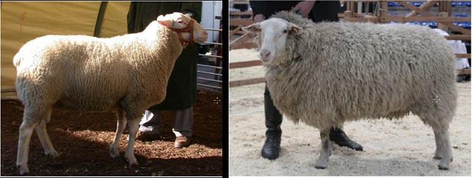 2 Entwicklung der Tierhaltung sowie Leistungs- und Qualitätsprüfungen in Niedersachsen Der Kopf des weiblichen Schafes ist lang und schmal, der des Bockes kürzer und gröber.