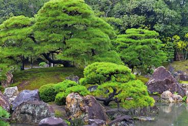 Japanische Zedern Japanischer Zedern sind sehr grosse, immergrüne Bäume.