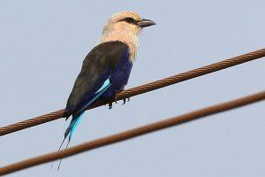 Während der Fahrt kurze Exkursionen an interessanten Stellen, hier können Senegal-, Blaubauch- und Zügelracke, Zimtroller, Kaptäubchen, Senegal-, Rötel- und Rotkappenschwalbe und mit etwas Glück