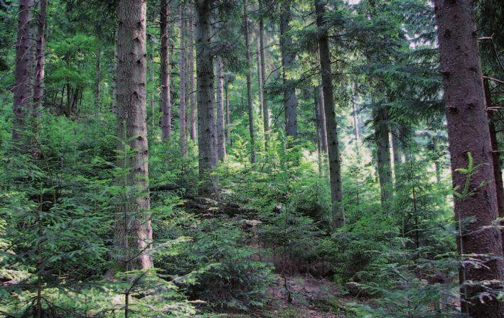 Bäume aller Altersklassen enthalten die ökologisch wertvollen Wälder im Schwarzwald. Nur wenn die alten ihnen Platz machen, bekommen die jungen ausreichend Licht. für jüngere machen.