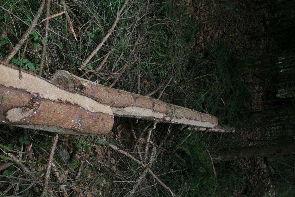 aufgearbeitet und das Holz dann geräppelt,