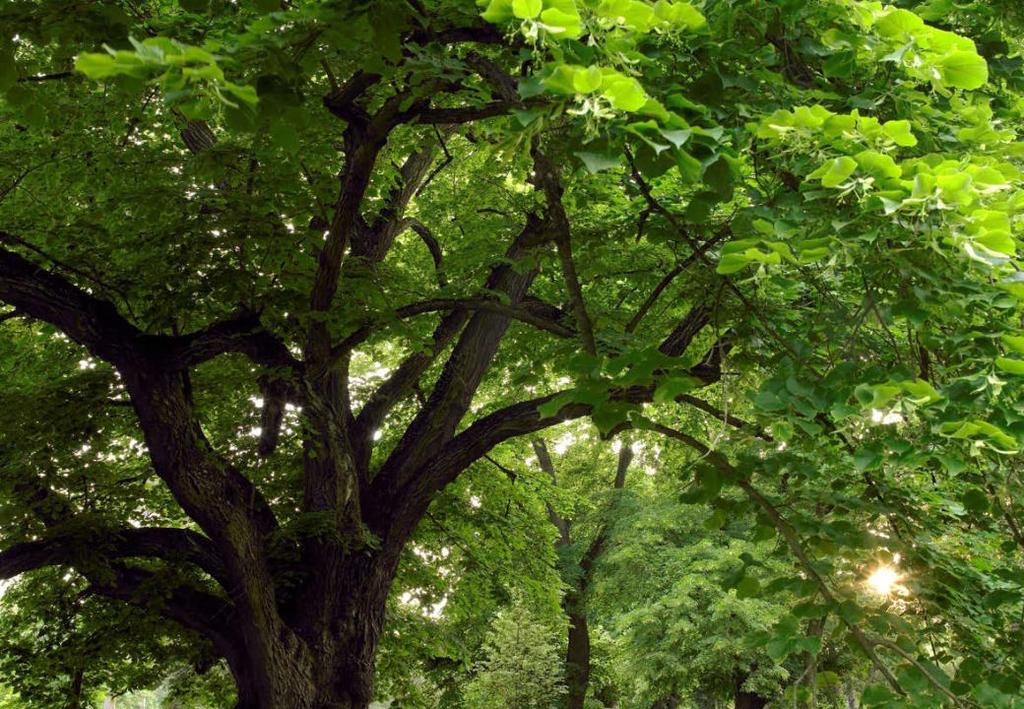 Klimawirkung Baum - 80 jährige Buche 2 Fußballfelder Blattoberfläche Verbraucht 6,3 Tonnen CO²/Jahr (Ø pro Bürger/Jahr 10t CO²) Sauerstoff für 10 Menschen Wasserrückhalt (entspricht einem