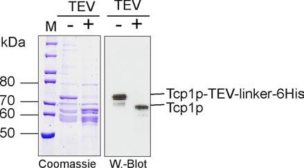 erforderlich. Nach Inkubation mit TEV-Protease wurde die Abspaltung des TEV-linker-6His-tags von der Tcp1p-Untereinheit im Coomassie-Gel und anti-tcp1p Western-Blot überprüft.