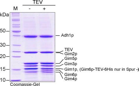 Gim2p und TEV-Protease migrieren zusammen, und lassen sich daher im Coomassie-Gel nicht einzeln detektieren. Abb. 3.27: Abspalten des TEV-6His-tags von Gim6p mittels TEV-Protease.