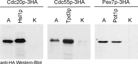 in vitro Proteinfaltungsstudien Abb. 3.41: Bindung endogener WD-repeat Proteine aus S. cerevisiae an ihre Interaktionspartner.