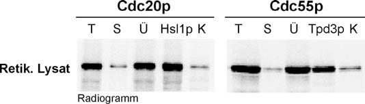 Ergebnisse Abb. 3.43: Mittels des eukaryotischen in vitro Translationssystems (Retik. Lysat) synthetisierte WDrepeat Proteine binden spezifisch an ihre Partnerproteine.