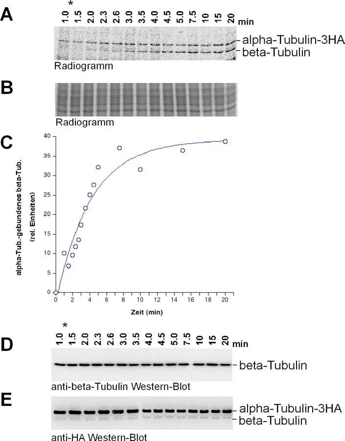 in vivo Faltungskinetiken Abb. 3.49: Faltungskinetik von beta-tubulin.