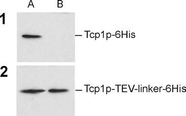 Ergebnisse Abb. 3.8: Zugänglichkeit C-terminaler 6His-Fusionen von Tcp1p-Untereinheiten an die Ni 2+ -Matrix. Hefezellen, die für Tcp1p-6His (1) bzw.