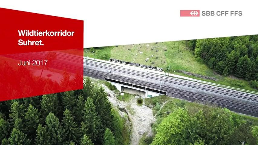 Bei den Autobahnen sind deshalb Wildüberführungen in Planung. Sobald diese Hindernisse behoben sind, wird der Wildtierkorridor der SBB voll zur Geltung kommen.