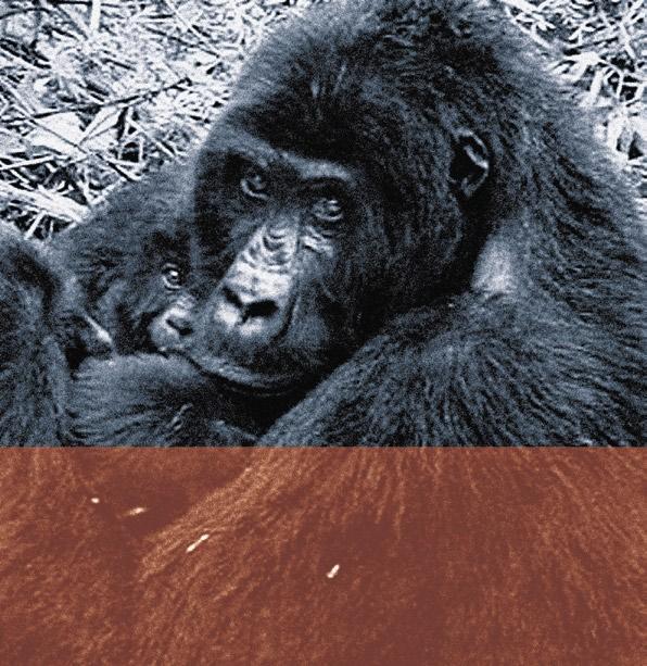 Zeitschrift der Berggorilla & Regenwald Direkthilfe Nr. 31 Dezember 2005 gorilla In der Chimanuka-Familie brachte am 29.
