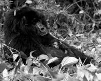 Liebe Gorillafreunde, r Aktuelles aus den Schutzgebieten Sarambwe-Gorilla-Spezialreservat Die Wildhüter des Sarambwe-Reservats planen koordinierte Patrouillen mit den Kollegen aus Bwindi