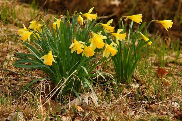 April 2019 Wir hoffen, dass der Frühling langsam aber sicher Einzug hält im Jura und wir die Châtelaine auf Frühling/Sommer umstellen können.