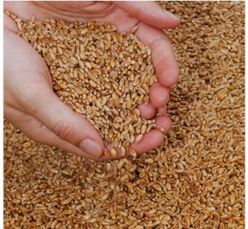 4. Folgen der Nutzung von Biokraftstoffen Zusätzliche Nachfrage nach bestimmten Agrarprodukten Rohstoff Dezentrale