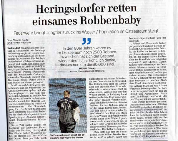 Jungtier Heringsdorf 15.04.2018 Ostsee Zeitung 16.04.2018 Robben dürfen nie ins Wasser getragen werden!