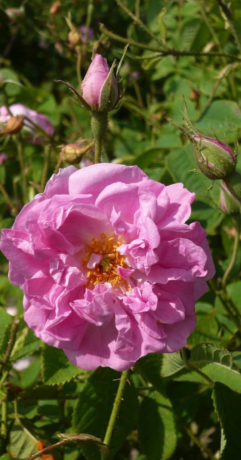 Rose Stammpflanze: Familie: Herkunft: Duftprofil: Gewinnung: Pflanzenteil: Rosa damascena Rosaceae