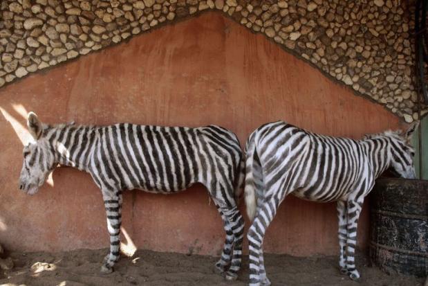 Marietta: Da sind Zebras. (Als Zebras angemalte Esel!) Marietta: Da sind Zebras. Weiß Marietta, dass hier Zebras sind?