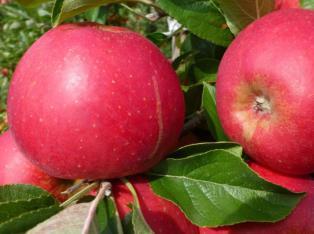 Wichtig Novagib Jetzt in Apfelwicklerstrategie einbauen: Mehrfachrückstände, keine synthetischen Rückstände Arbeitseinsparung Für den biologischen Landbau zugelassen Natürliches Phytohormone zur