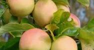 Anwendung Apfel Minderung von Fruchtberostung und Wachstumsrissen 0.5 l/ha nach der Blüte (BBCH 69) bis 20 mm Fruchtdurchmesser (BBCH 72) Max. 4 Behandlungen im Abstand von 7-10 Tagen Ab 2.