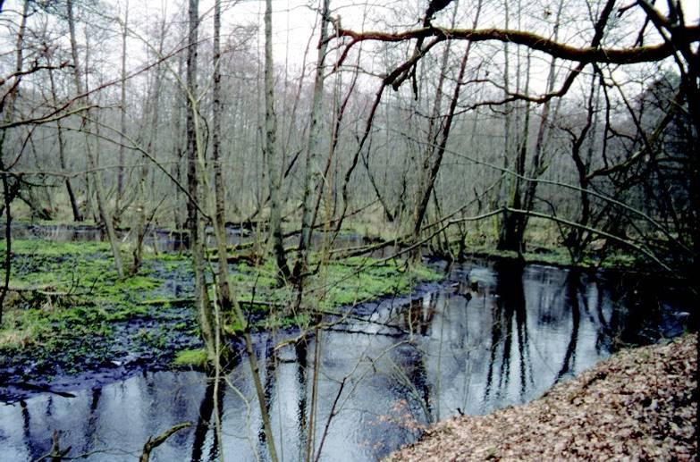 Typ 12: Organisch geprägte Flüsse Verbreitung in Gewässerlandschaften und Regionen nach BRIEM (2003): Übersichtsfoto: Ökoregion unabhängiger Ty