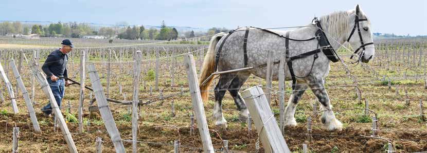 Bordeaux / Moulis-en-Médoc / Haut-Médoc Château Croix-Mouton Château Francs Magnus Château Poujeaux Château Cantemerle 6 x 7,5 dl (Kiste 71.94) 6 x 7,5 dl (Kiste 44.94) 6 x 7,5 dl (Kiste 179.