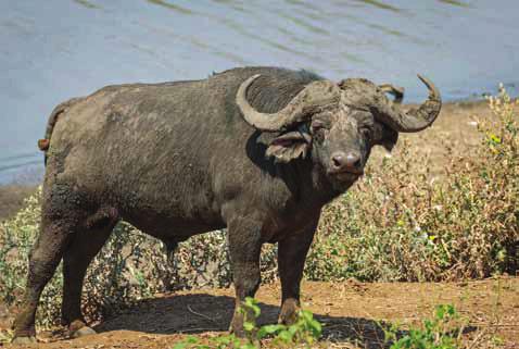 FREIZEIT REISE Im Kruger-Nationalpark sind Afrikanische Büffel heimisch. Der Lebensraum der wilden Tiere wird zu Fuß erkundet. Die Unterkünfte stehen zum Extra schutz auf Stelzen.