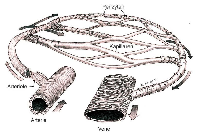 Mikrostrombahn Funktionseinheit aus Kapillaren, vor- und nachgeschalteten Gefäßen Terminale Strombahn (Durchmesser < 30-50 µm) Terminale Arteriolen,