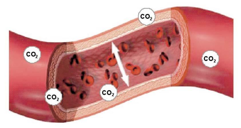 Mikrozirkulation Metabolische Autoregulation Bei einer Minderperfusion kommt es zu einer Abnahme des Sauerstoffs (O 2 ) und zu einer Zunahme des Kohlendioxids (CO 2 ) Folge: -