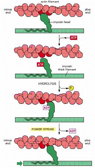 Zyklus der Actin-Myosin Interaktion gebunden gelöst gebunden Rigor