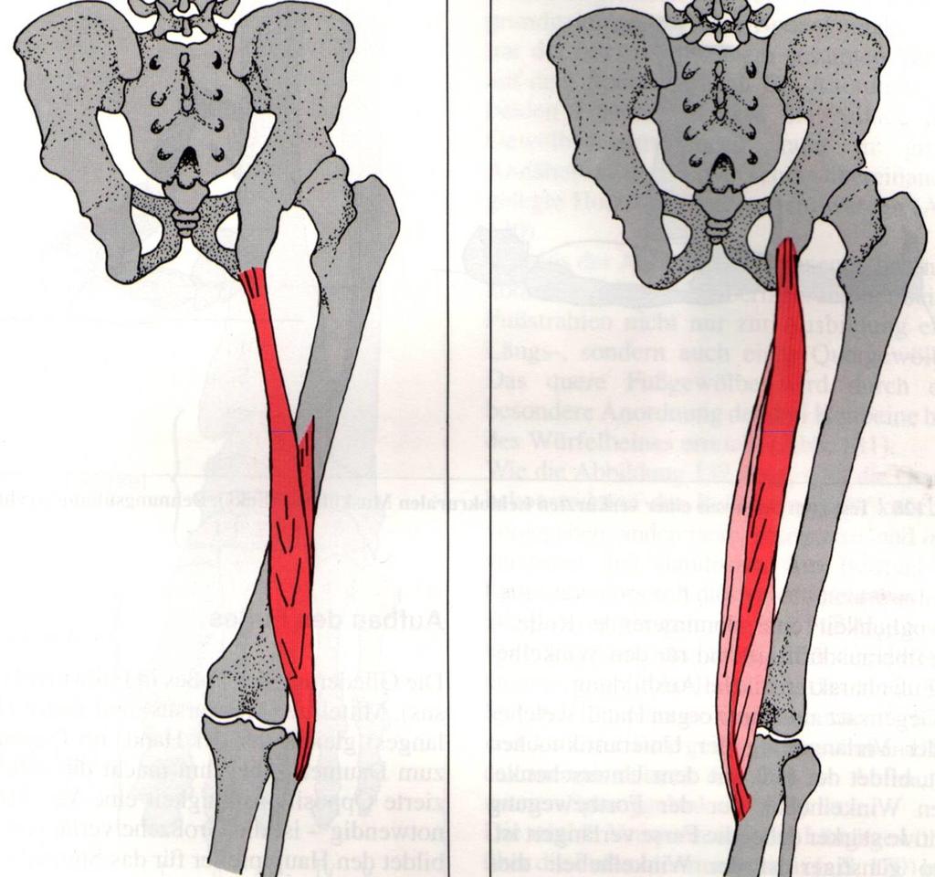 M. semitendinosus (Halbsehnenmuskel) M. biceps femoris (zweiköpfiger Oberschenkelmuskel) M.