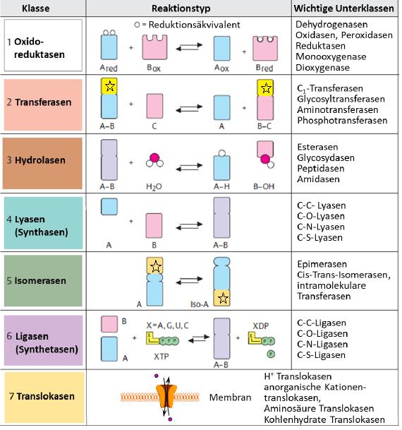1. Oxidoreduktasen : Katalysieren Redoxreaktionen (Hydrogenasen, Oxidasen, Hydroxylasen...) 2. Transferasen: Katalysieren die Übertragung einer funktionellen Gruppe (Aminotransferasen...) 3.