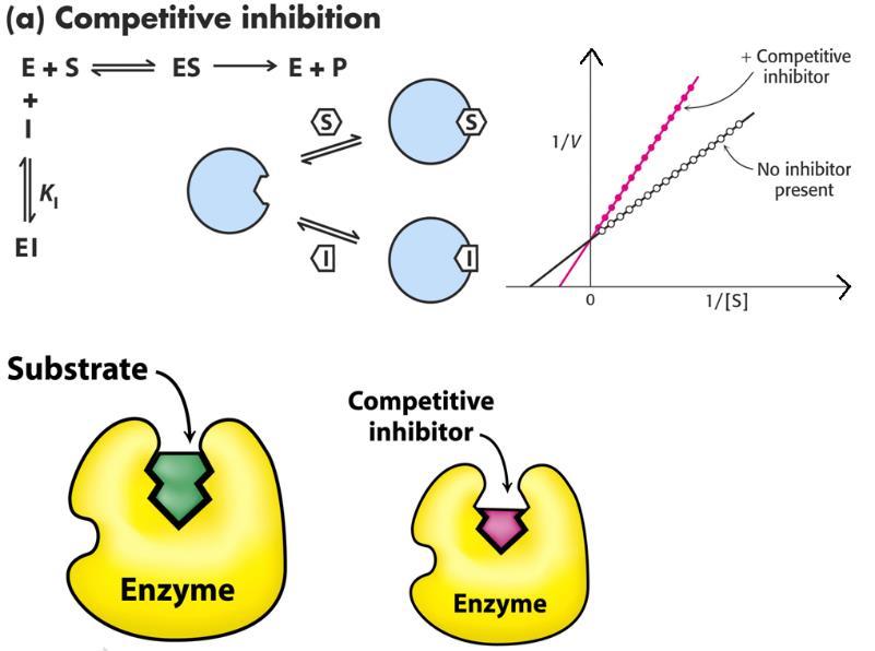 ) Wie ändert sich die Substrataffinität eines Enzyms, wenn die Konzentration des kompetitiven