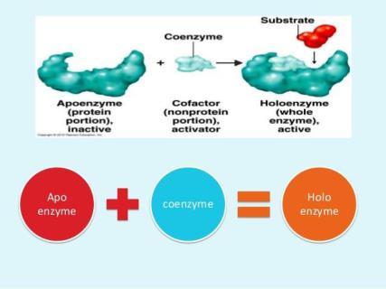 COMPOSITION OF THE ENZYME HOLOENZYM = dasfunktionsfähigesenzymmolekül = Apoenzym + Kofaktor COFAKTOREN: COENZYM (organisch) oder METALLKATION (anorganisch) Die