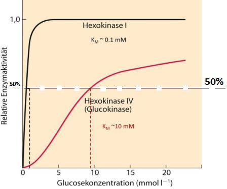 Die Anfangsgeschwindigkeit einer enzymatischen Reaktion hängt von der Substratkonzentration ab. Definition von K M Michaelis-Menten-Gleichung.