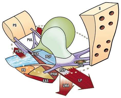 Ätiologie und Pathophysiologie Infekte Sensorisch-peripher Neuronal-zentral