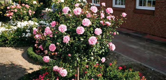 Dabei ist sie eine moderne Rose mit kompaktem Wuchs, reicher Blüte und sehr guter Gesundheit. STRAUCHROSE ROSARIUM UETERSEN 80 od.
