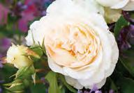Reiche Blüte, starker Duft und gute Gesundheit zeichnen diese Rose aus. Sie wächst mit biegsamen Trieben wie eine Ramblerrose.