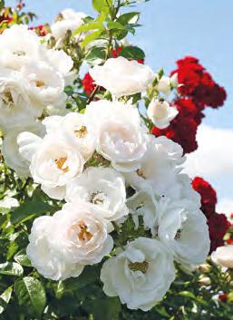 Wir bieten Ihnen hier bienenfreundliche Rosen und Kletterpflanzen, die man einzeln oder in Kombination pflanzen kann. Eine größere Auswahl finden Sie auf www.rosen.