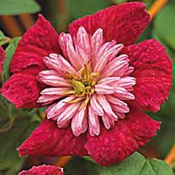 FEUER-GEISSBLATT "AMERICAN BEAUTY" (LONICERA HECKROTTII) Exotische Blüten und ein angenehmer Duft zeichnen diesen wunderschönen Schlinger aus.