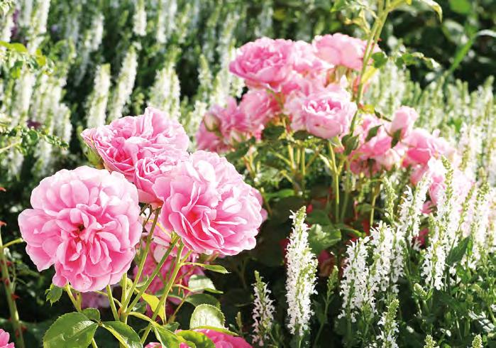 rosen & begleiter SCHÖNE KONTRASTE DURCH FARBEN UND FORMEN Begleitpflanzen sollten Rosen