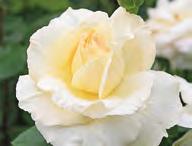 Exzellente Blattgesundheit, die besonders in dieser Rosengruppe ihresgleichen sucht. Edelrose Eliza 60 x 00 cm Ø 9 cm PG Plant-o-fix BEST.-NR.
