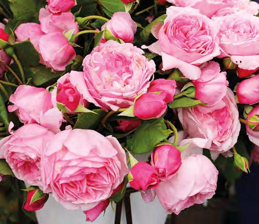 Dafür haben wir vor inzwischen sechs Jahren die Parfuma - Machen Sie sich glücklich und belohnen Ihre Seele mit Rosen aus unserer Parfuma -Kollektion Rosen, die dazu noch widerstandsfähig und robust